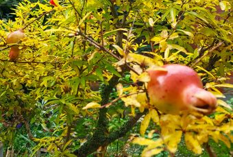 Granatapfel2