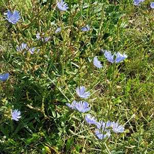 Wegwarte1