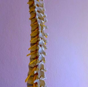 Wirbelsaule15